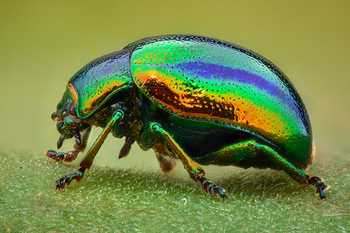rainbow beetle